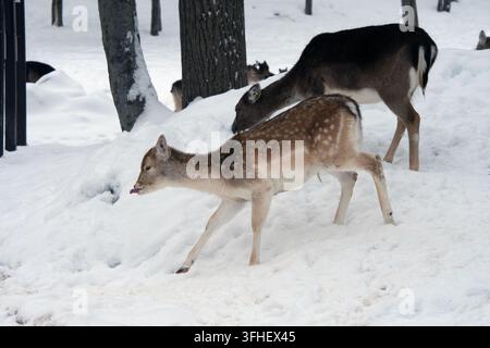 Dammerhirsch im Winter. Stockfoto