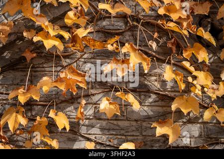 Goldenes Efeublatt, gefallene Blätter an einer verwitterten grauen Ziegelmauer unter warmem Herbstsonnenlicht Stockfoto