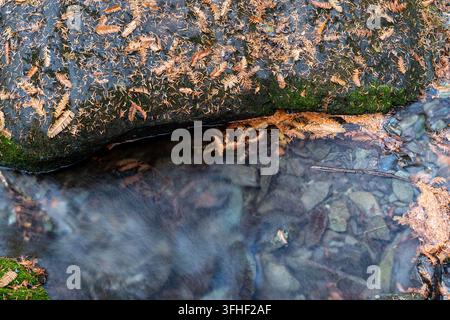 Beruhigender Gebirgsbach im Spätherbst, seidig fließendes Wasser über moosbewachsene Felsen und vergilbte Tannenblätter, aufgenommen mit Langzeitbelichtung Stockfoto
