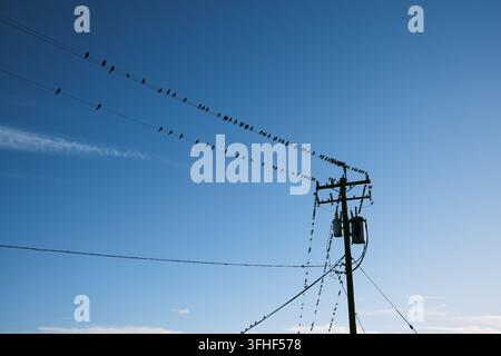 Silhouettenhafte Vogelschar, die sich auf Stromleitungen vor blauem Himmel aufreiht. Silhouettierte Vögel reihen sich auf Stromkabeln neben einem Holzpfahl vor klarem Himmel. Stockfoto