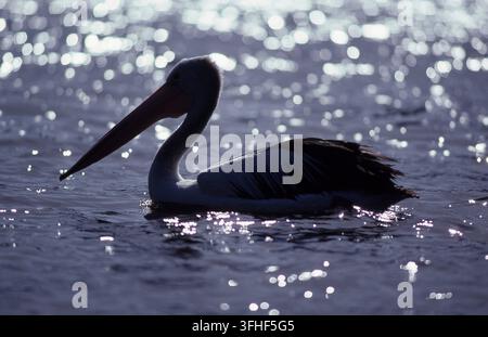 SILHOUETTE EINES AUSTRALISCHEN PELIKANS (PELECANUS CONSPICILLATUS), DER IN DEN WASSERN DER STRADBROKE-INSEL, QUEENSLAND, AUSTRALIEN SCHWIMMT. Stockfoto