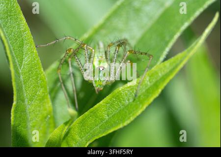 Grüne Luchs-Spinne (Peucetia viridans) Stockfoto