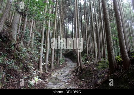 Ein alter stein gepflasterter Pfad erstreckt sich vorwärts durch einen dichten Wald aus hohen, geraden Zedernstämmen im Juli 2026. Stockfoto
