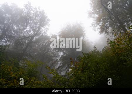 Hohe Wald Bäume verschwinden in dichtem Morgennebel nahe Koblenz, Deutschland. Atmosphärische Waldlandschaft schafft eine mysteriöse und friedliche natürliche Atmosphäre Stockfoto