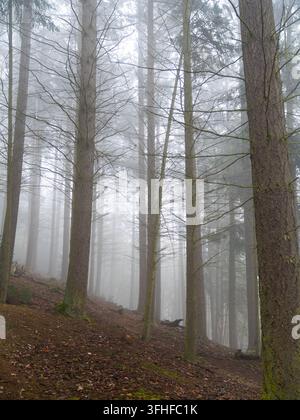 Hohe Wald Bäume verschwinden in dichtem Morgennebel nahe Koblenz, Deutschland. Atmosphärische Waldlandschaft schafft eine mysteriöse und friedliche natürliche Atmosphäre Stockfoto