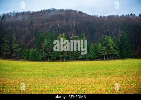 Ein weites grünes Ackerfeld erstreckt sich im Vordergrund mit Stoppeln und frischem Wachstum und führt zu einem dichten gemischten Nadel- und Laubwald im Ba Stockfoto