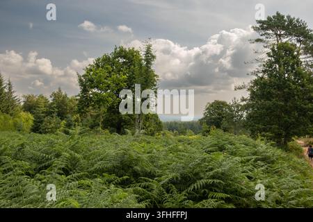 Ruhiger Sommertag im Forest of Dean, klarer blauer Himmel mit hohen Bäumen, die einen gesunden Wald zeigen, aufgenommen im Landschaftsmodus, Wald in Wales, UK Stockfoto