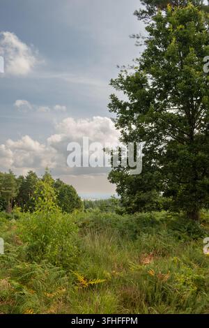 Ruhiger Sommertag im Forest of Dean, klarer blauer Himmel mit hohen Bäumen, die einen gesunden Wald zeigen, der sich in Wales, UK, im Juli 2026 befindet Stockfoto