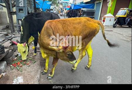Schmuckkühe, die mit Kurkuma und hellen Farben bemalt sind, streifen während des Makar Sankranti-Festes durch die Straßen in Mysore, Karnataka, Indien Stockfoto