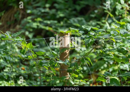 Eine gewöhnliche Hopfpflanze wächst durch einen Drahtzaun um einen Holzpfosten. Humulus lupulus-Blätter leuchten im Sonnenlicht vor einem schattierten grünen Hintergrund. Stockfoto
