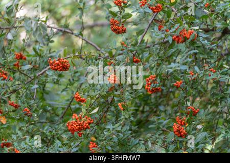 Helle orangefarbene Feuerdornbeeren wachsen in dichten Büscheln zwischen grünen Blättern. Pyracantha coccinea verleiht dem Herbstwaldrand lebendige Farbe. Stockfoto