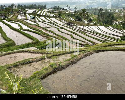 Schöne malerische Aussicht auf die Reisterrassen von Jatiluwih in Bali, Indonesien. UNESCO-Weltkulturerbe, üppige grüne bewirtschaftete Reisfelderlandschaft mit Tradition Stockfoto