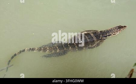 Asiatische Wasserschildkröte schwimmt in einem Fluss, Bali, Indonesien Stockfoto
