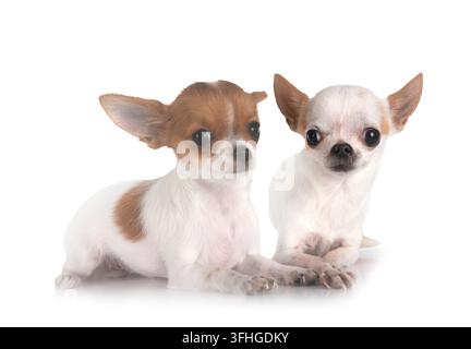 Wenig chihuahuas vor weißem Hintergrund Stockfoto