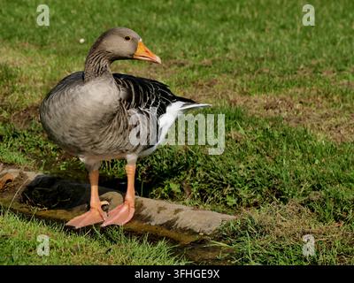 Porträt von Geylaggans in der Sonne auf grünem Gras. Anser anser isolierter Vogel in frankreich, europäisches Wasservögel Stockfoto