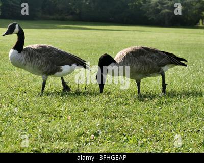 Paar kanadische Gänse auf grünem Gras in einem öffentlichen Park im Sonnenlicht, die auf dem Rasen grasen Stockfoto