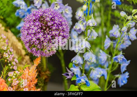 Lila Alliumblüten im Vordergrund mit blauen Delphinien im Hintergrund, grünes Laub drumherum, farbenfrohe Gartenszene, naturalistische Stil, weich Stockfoto