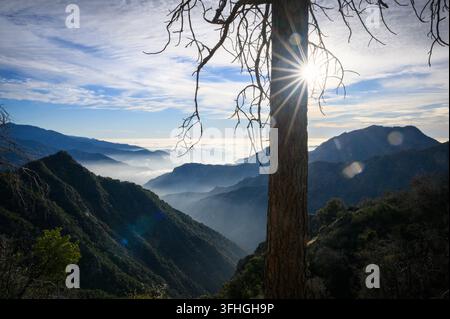 Sonnenstrahlen, die durch eine große Sequoia strahlen. Sanfte Berge im Nebel. Sequoia-Nationalpark. Kalifornien. USA. Stockfoto