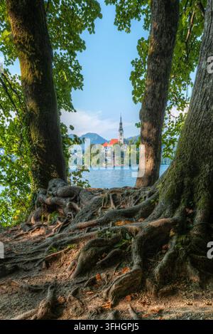 Blick auf die Kirche der Mariä Himmelfahrt auf der Bleder Insel, eingerahmt von großen Baumstämmen und freiliegenden Wurzeln, mit Blick auf das ruhige Wasser des Bledesers, Slowenien. Stockfoto