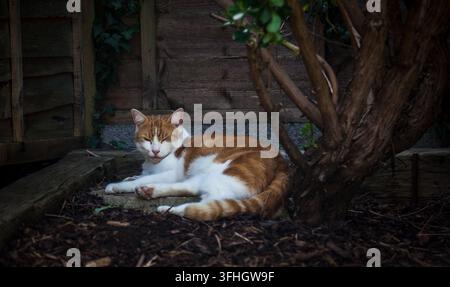 Ingwer-Tigerkatze genießt sich im Schatten eines Baumes Stockfoto