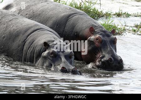 Zwei gewöhnliche Nilpferde (Hippopotamus amphibius) im Flusswasser getaucht, Wildtiersafari in Botswana, Afrika Stockfoto