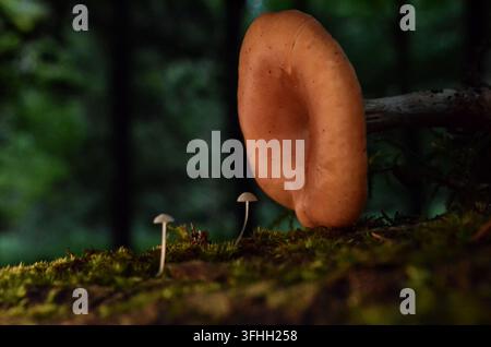 Großer wilder brauner Pilz neben winzigen Pilzen auf einem moosigen Waldboden in Irland Stockfoto
