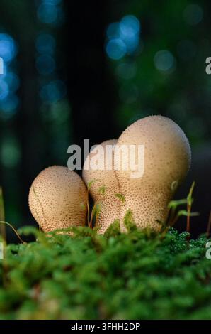 Gruppe junger Pilze, die zwischen grünem Moos auf dem Waldboden in Irland wachsen Stockfoto