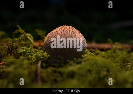 Stacheliger Puffball, der zwischen grünem Moos auf einem Waldboden in Irland wächst Stockfoto