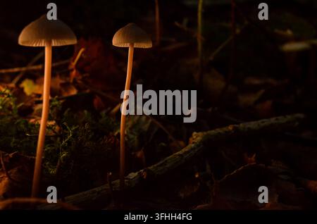 Zwei schlanke Wildpilze, die zusammen auf einem dunklen Waldboden in Irland wachsen Stockfoto