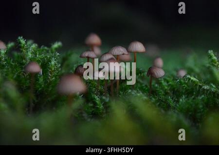 Büschel kleiner Wildpilze, die zwischen üppigem grünem Moos auf dem Waldboden in Irland wachsen Stockfoto