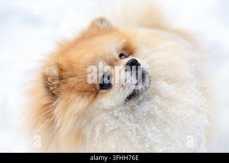 Pomeranianer liegt im Schnee während des Winters im Freien Stockfoto