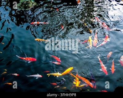 Bunte Koi-Karpfen schwimmen zusammen in einem Teich in Shekou, Shenzhen, China Stockfoto