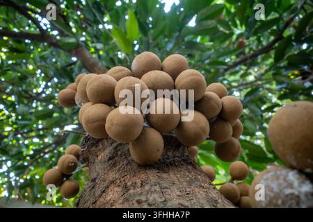Niedriger Nahaufnahme eines Büschels reifer Keppel-Äpfel (Stelechocarpus burahol), die direkt am Baumstamm in einem tropischen Garten wachsen. Stockfoto