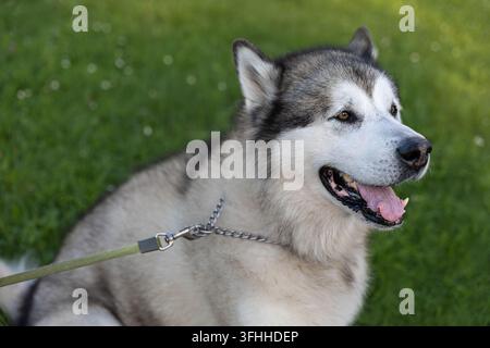 Sibirischer Husky-Hund im Freien auf grünem Gras Stockfoto