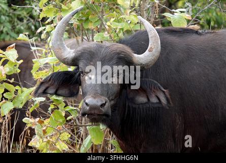 Nahaufnahme-Porträt eines afrikanischen Kap-Buffels im Botswana-Safari Stockfoto