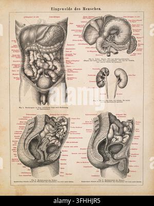 Menschliche innere Organe, Bauch- und Beckenanatomie, detaillierte medizinische Illustration, 19. Jahrhundert Radierung. Stockfoto