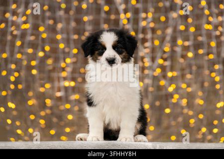 Foto eines Aussie Border Collie-Welpen vor dem Hintergrund warmen gelben Bokehs von der Girlande Stockfoto