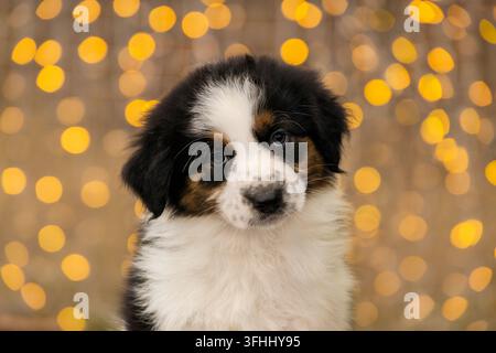 Australian Shepherd Welpe mit Lichtern Stockfoto