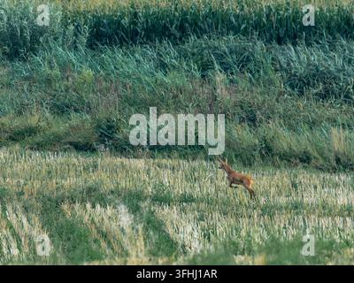 Reh springt durch hohes Gras auf einer ländlichen Wiese Stockfoto