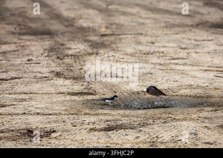 Zwei kleine Vögel versammeln sich um eine Schlammlache auf einer sandigen Schotterstraße, wobei ein Vogel neben dem anderen landet oder abhebt. Das Breitbild betont die Stockfoto