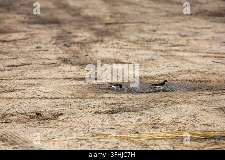 Zwei kleine Schwalben suchen in der Nähe einer flachen Pfütze auf einem sandigen, spurrigen Feldweg, der sich über eine offene Landschaft erstreckt, nach Futter. Helles Tageslicht erhellt gleichmäßig Stockfoto
