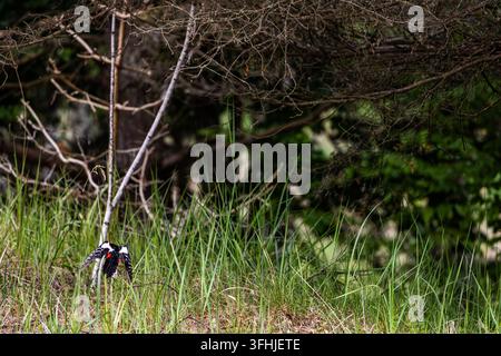 Ein Buntspecht mit schwarzem, weißem und rotem Gefieder sitzt auf grasbewachsenem Boden in der Nähe von trockenen Waldbäumen. Der Vogel öffnet seine Flügel leicht in Stockfoto