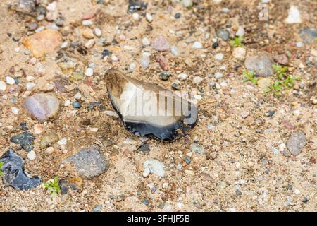 Ein scharfes Stück dunkler Feuerstein ruht auf hellem Sand, der mit feinem Kies und spärlichen grünen Pflanzenkeimlingen vermischt ist. Hochwinklige Nahaufnahme, die das natürliche Ohr zeigt Stockfoto