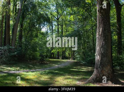 Ein friedlicher, von Bäumen gesäumter Wanderweg windet sich durch einen alten Wald Stockfoto