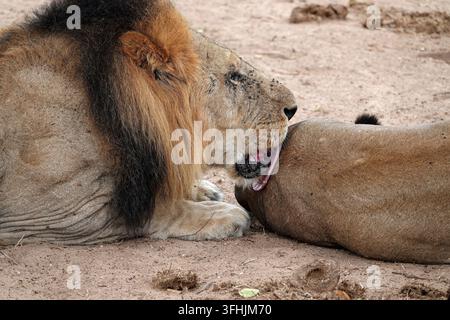 Männlicher Löwe pflegt eine Löwin in der Wildnis, soziales Verhalten von afrikanischen Löwen im Botswana-Safari Stockfoto
