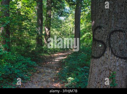 Ein schmaler, sonnendurchfluteter Waldwanderweg schlängelt sich durch einen üppigen grünen Laubwald. Stockfoto