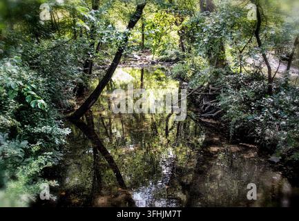 Ein ruhiger, flacher Bach windet sich durch einen üppigen, grünen Laubwald, während Sonnenlicht durch die Bäume dringt Stockfoto