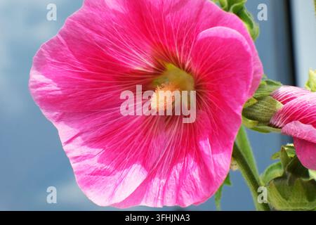 Lebendige rosa Stockrose (Alcea Rosea) blüht in einem Sommergarten, zeigt zarte Blattdetails und Pollenzentrum Stockfoto