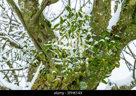 Diese hochwertige Makro-Winter-Naturfotografie zeigt saisonale Botanik, Weihnachtstraditionen und Wildwaldkonzepte mit grünem Mistel Viscum album, das auf einem verschneiten Baumstamm wächst. Die Stockfoto