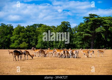 Große Herde Damhirsche (Dama dama) grast und ruht auf trockenem Sommergras im historischen Parkland von Holkham Hall, Norfolk, England, im August. Stockfoto
